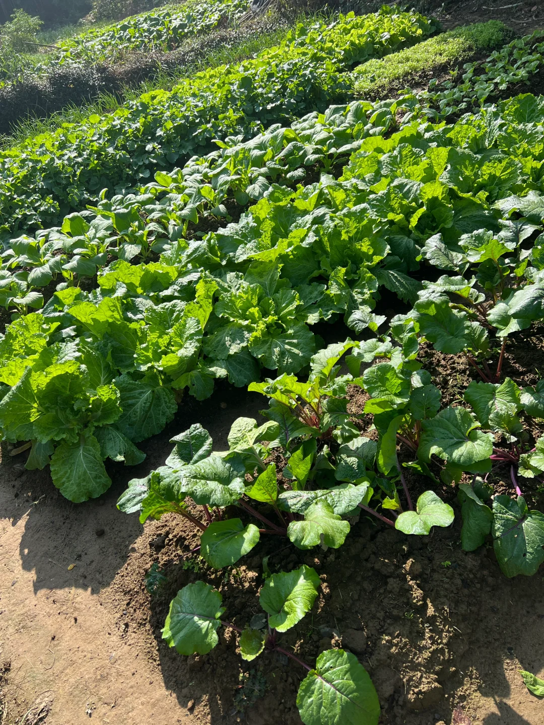 ?补上篇放不下图的冬季蔬菜?