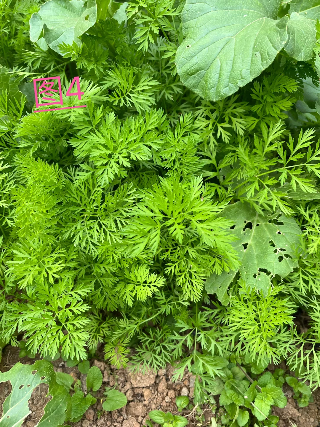 你能认识几种蔬菜呢，我反正没有认全