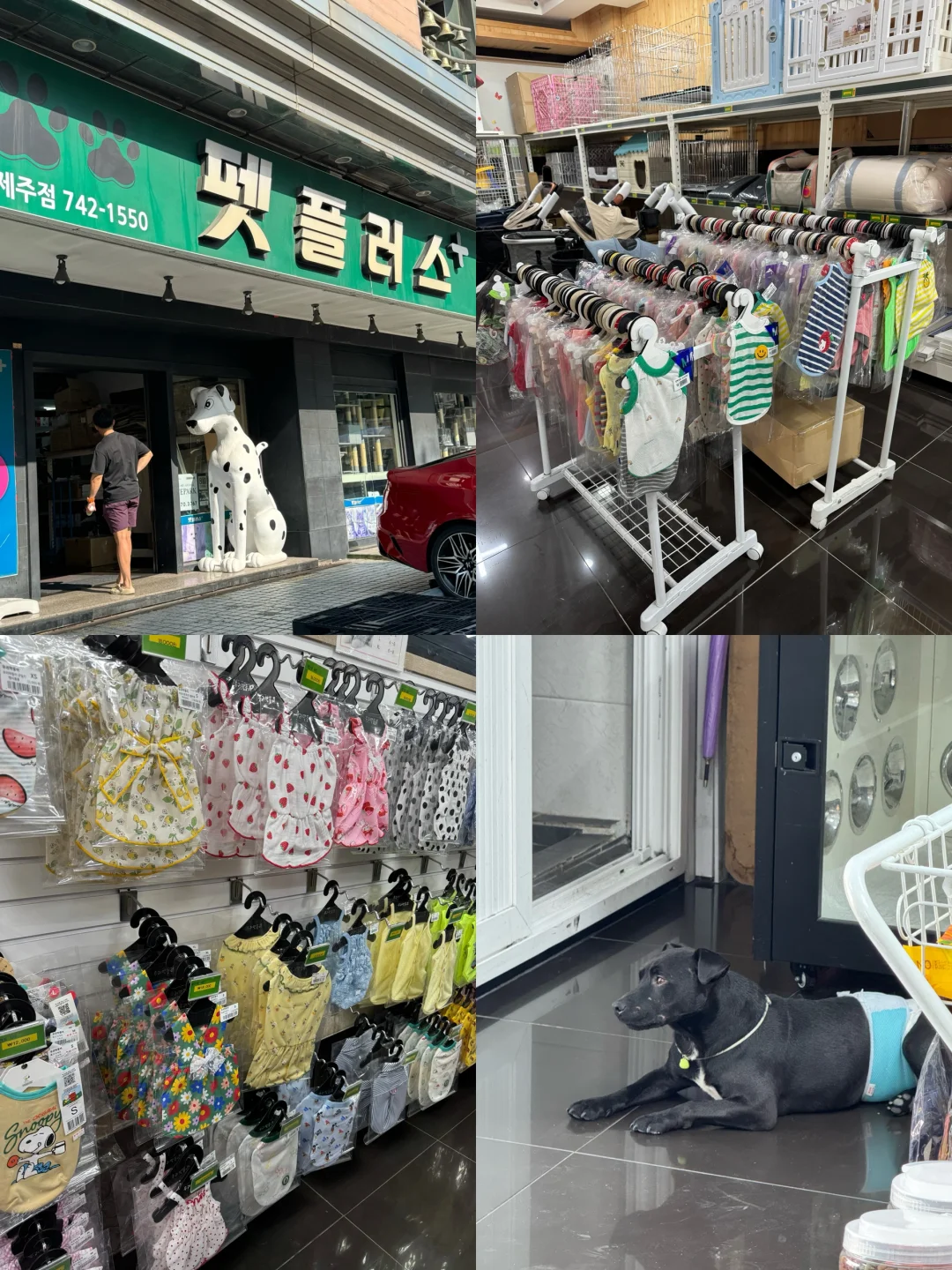 养狗人济州岛打猎攻略?勇闯?家店宠物店！