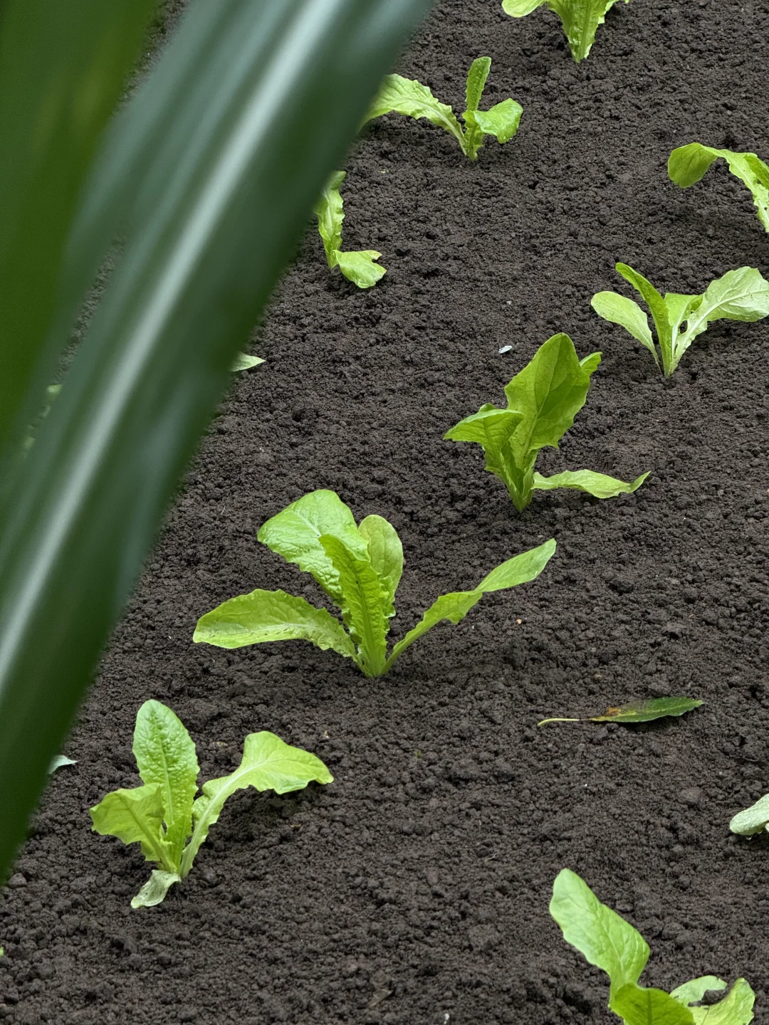 “天呐：永远没有一根杂草的菜地……”