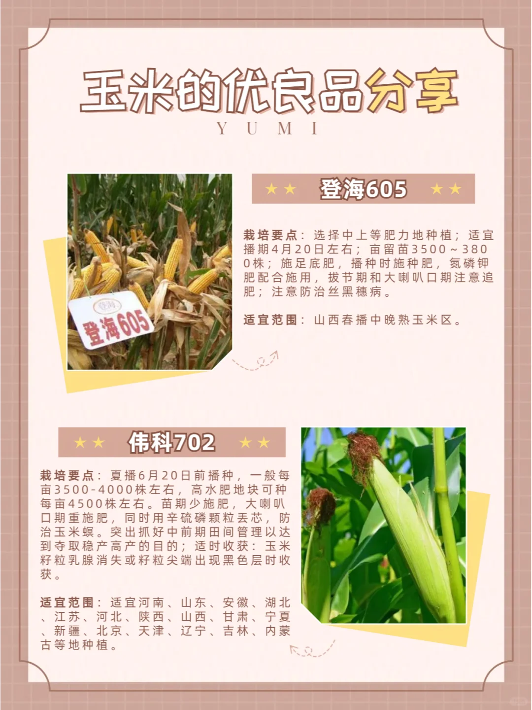 玉米品种介绍（二）