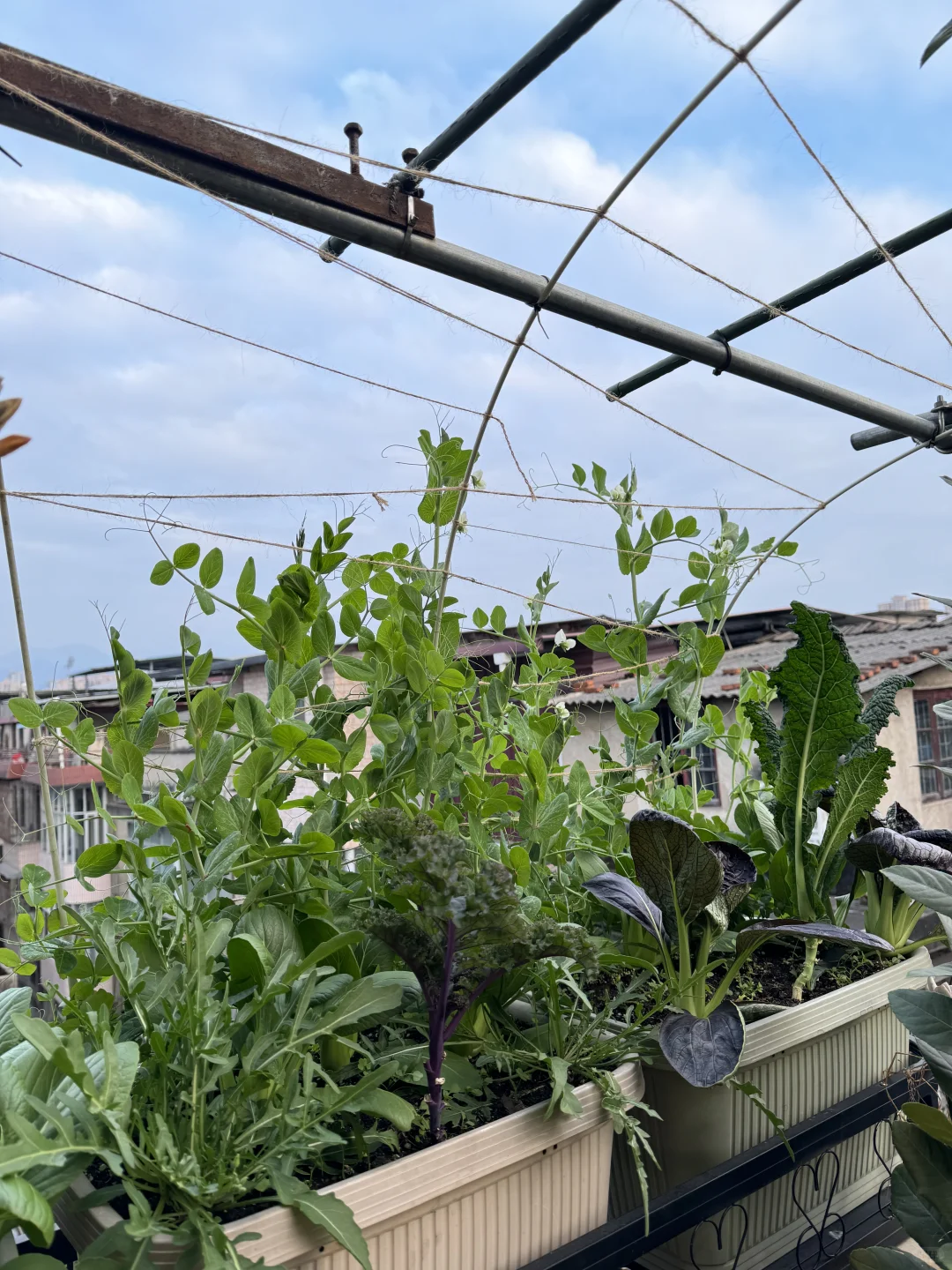 种菜之旅——两个多月的成果