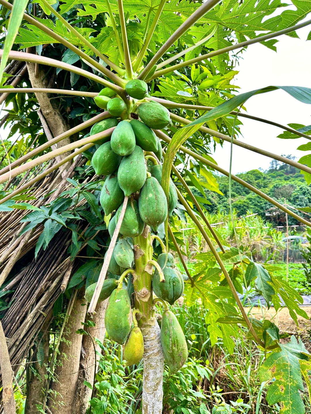 大自然的馈赠???????️