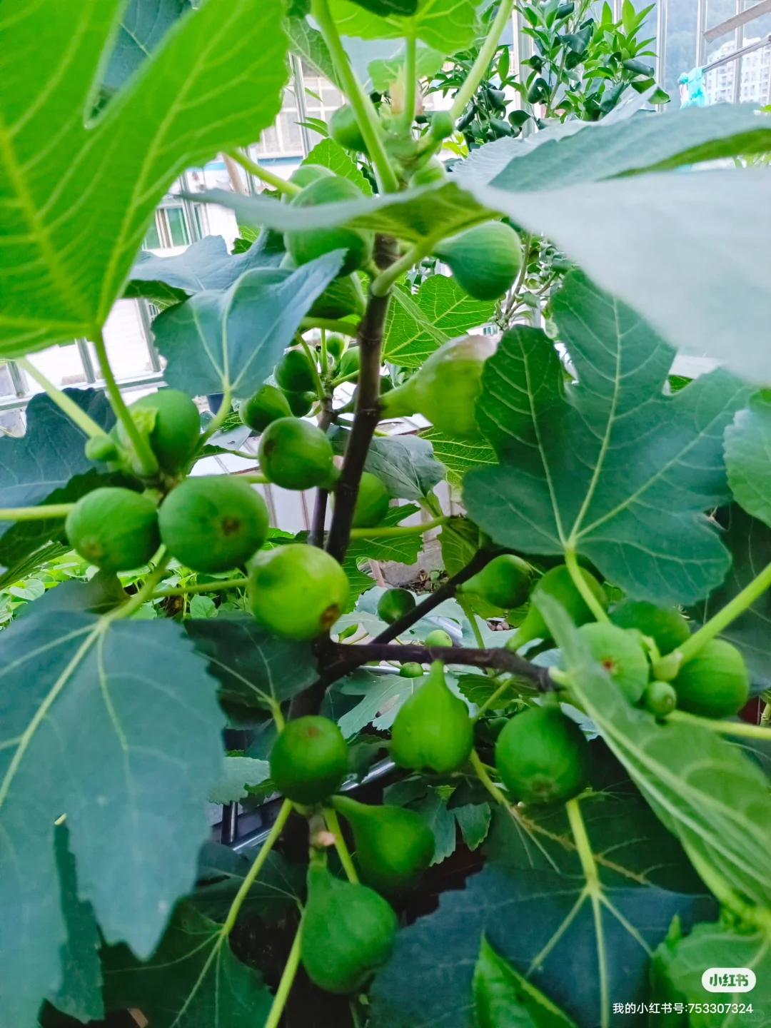 属于自己的小自然世界～我的楼顶果园