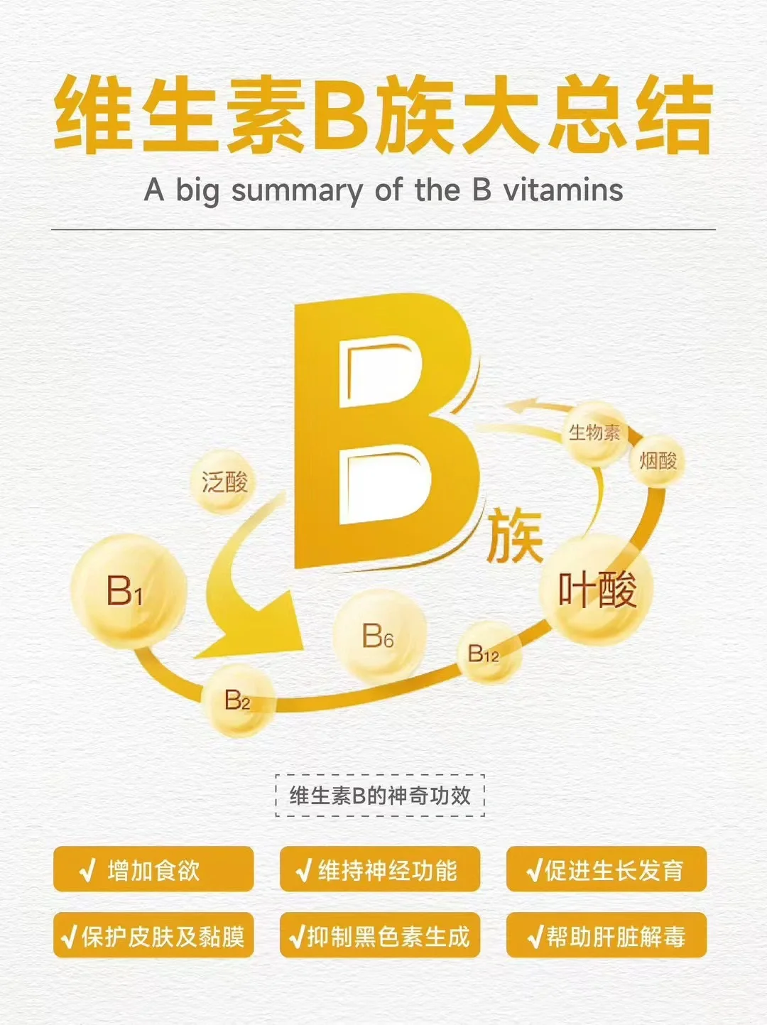 ✨ 维生素B族全攻略 | 你的健康守护者