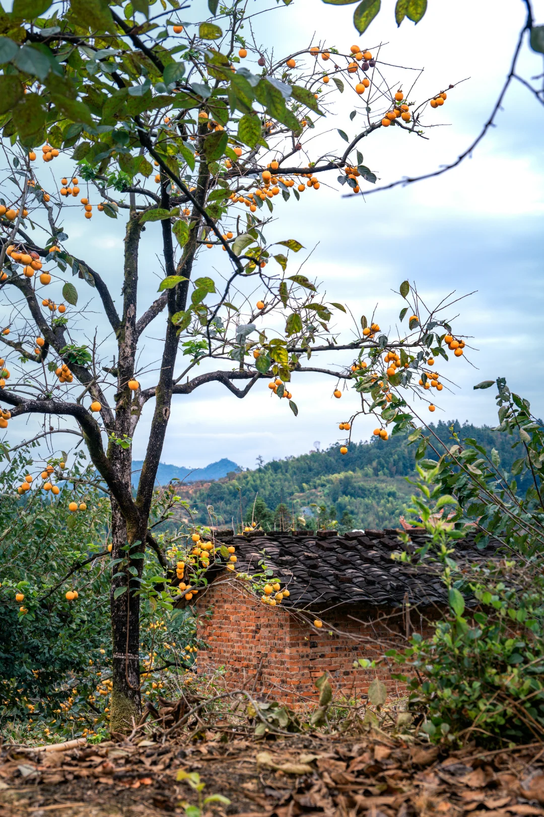何峰山-王公山-利洋村的踏秋徒步