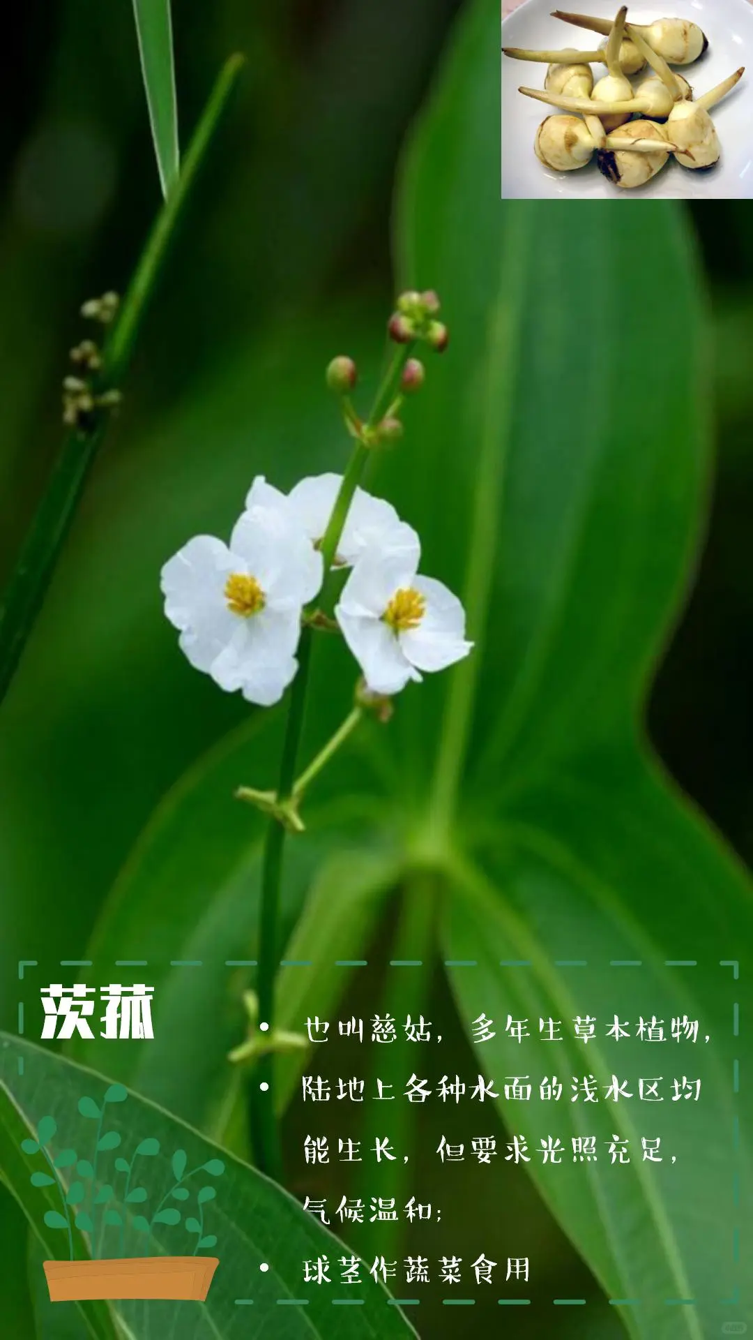 可食花园不可缺少的高颜值蔬菜