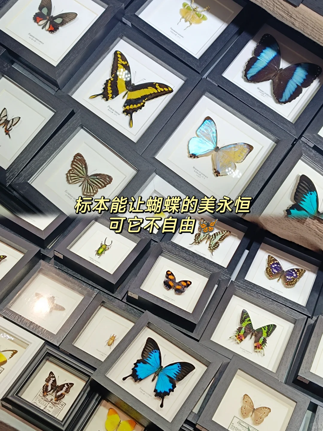 00后不上班，去“动物园”打工是为了什么？