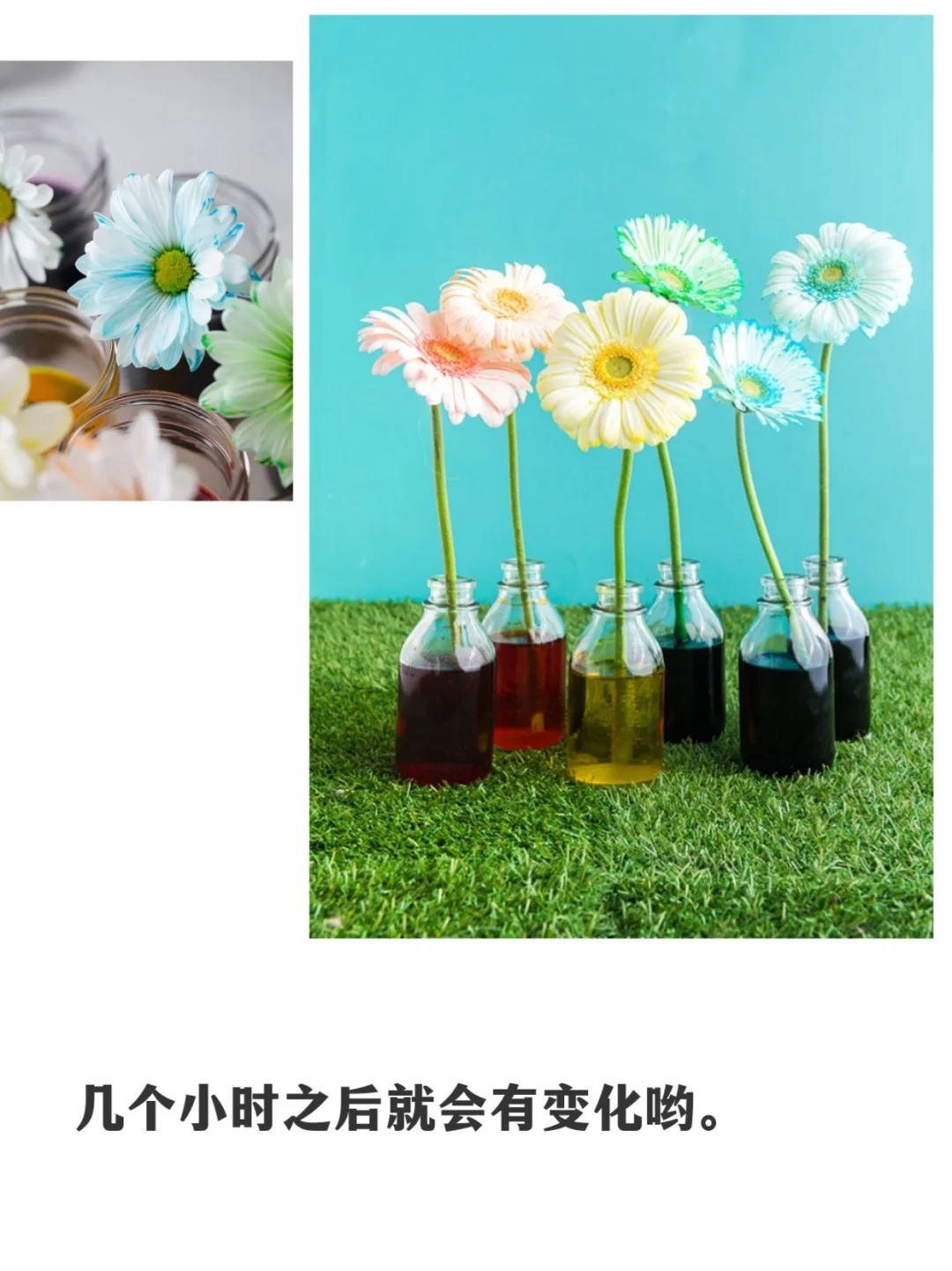 ?【DIY实验】观察白色鲜花如何变色！