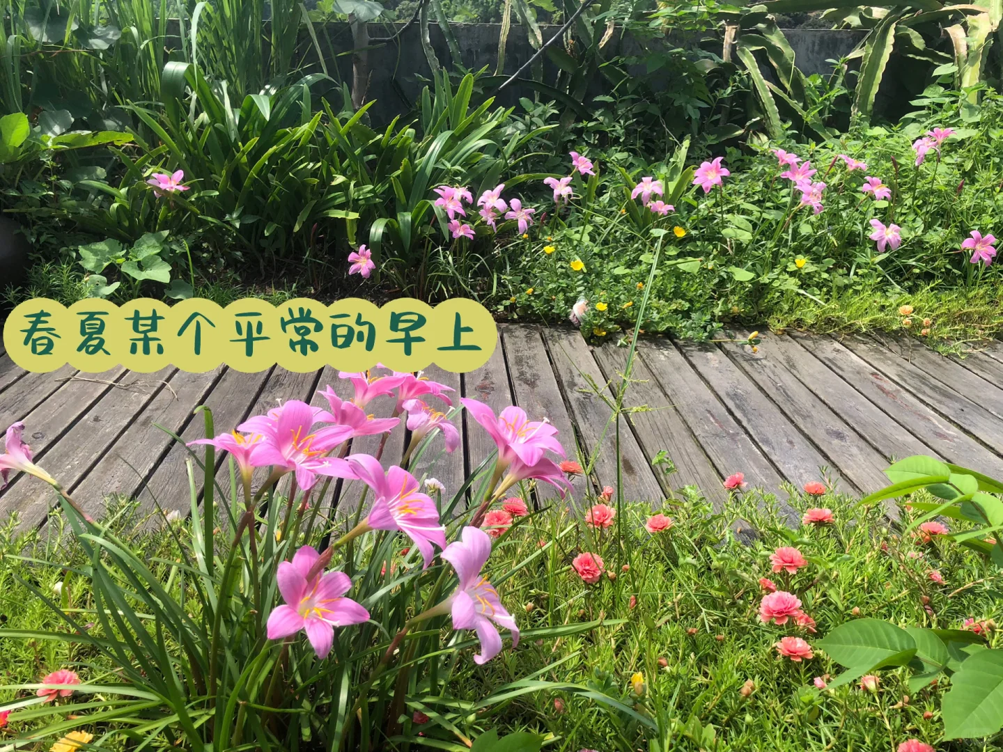 为了补漏防水隔热，我做了个楼顶花园