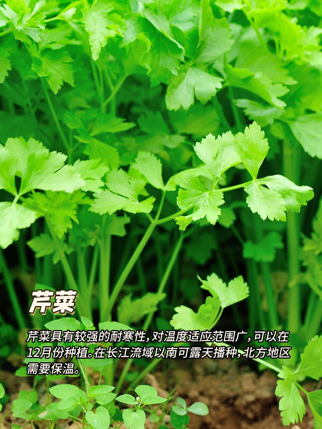 12月种什么菜?9种耐寒蔬菜，好吃又好种