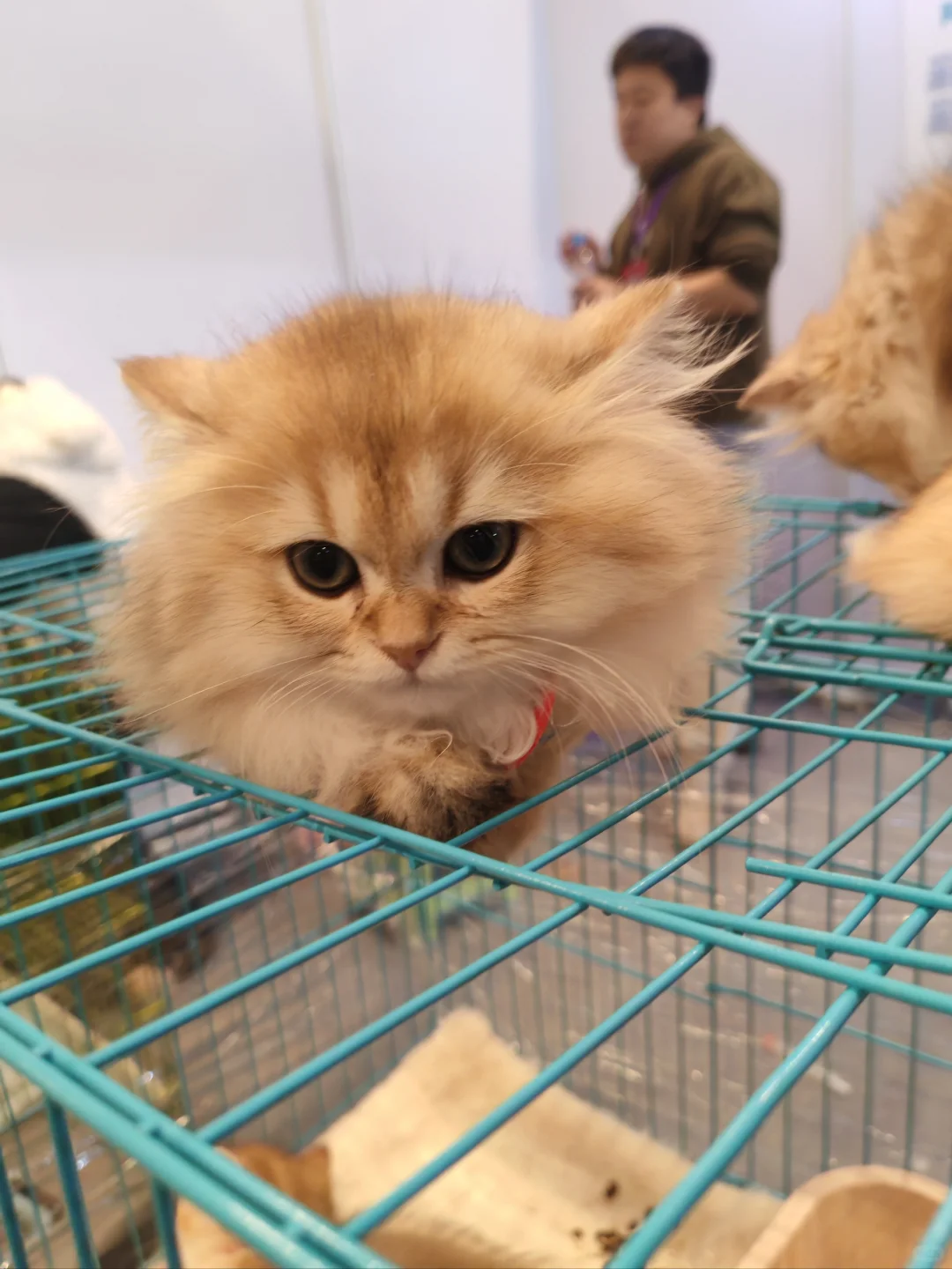 当农产品展遇见趣宠展怎么能不去薅羊毛