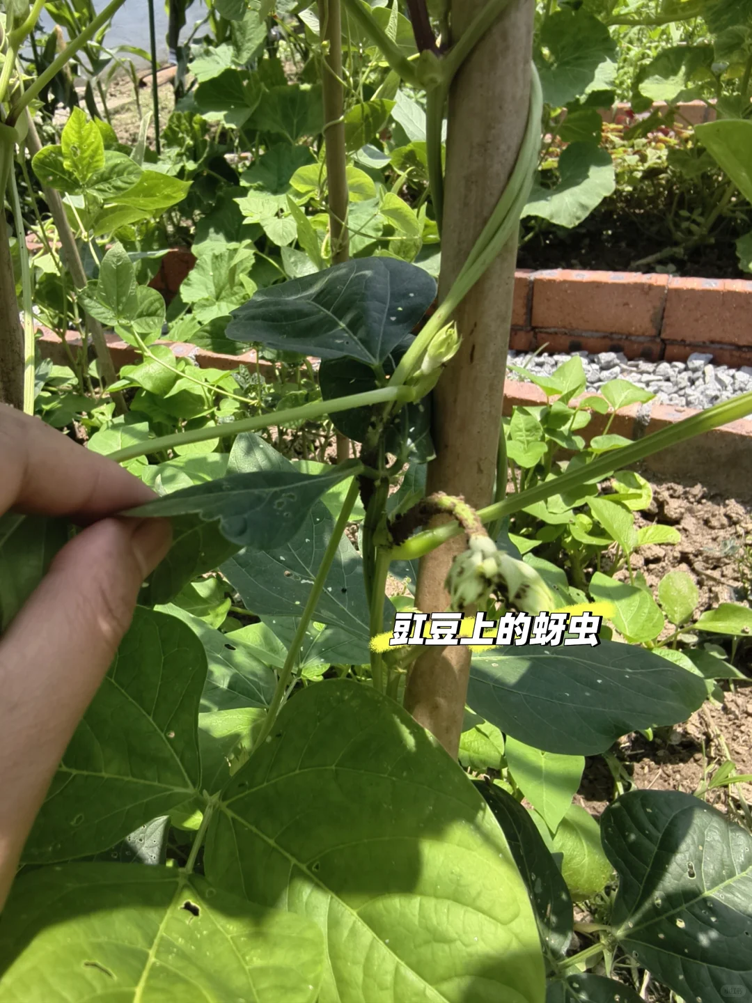 快速识别,蔬菜瓜果常见病虫害类型及案例