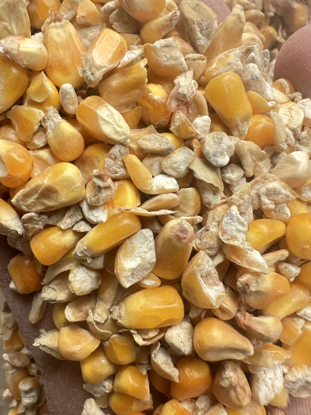 养殖碎玉米厂家