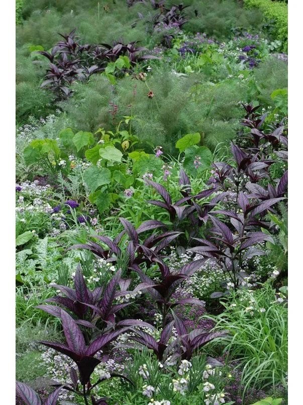 14个缤纷可食花园场景·蔬菜搭配美学