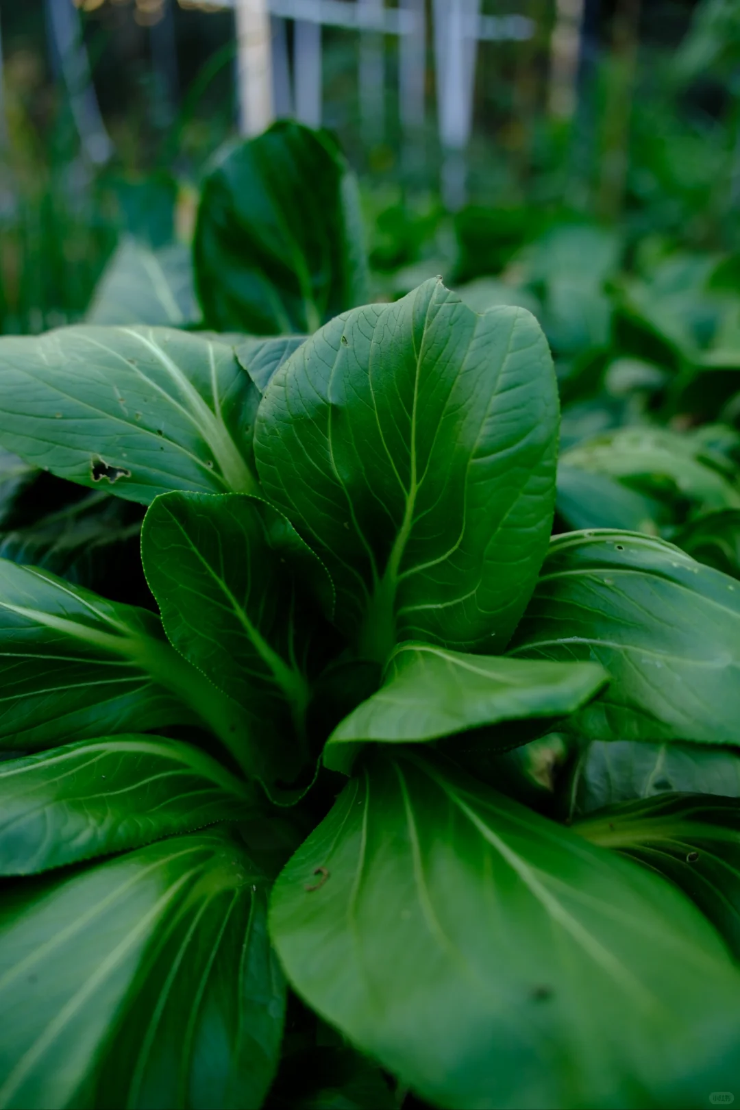 富士随拍｜菜园里的治愈色