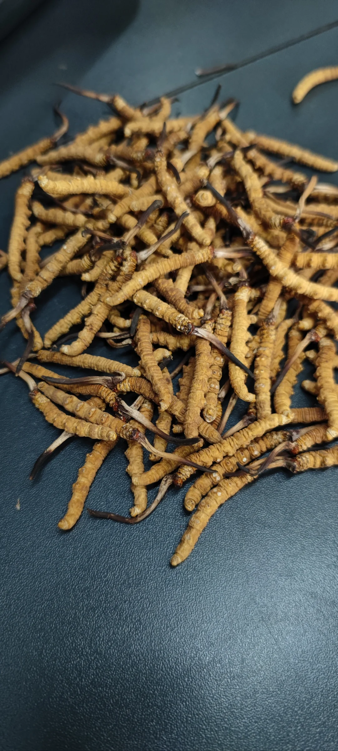 什么大草?为何选择大草