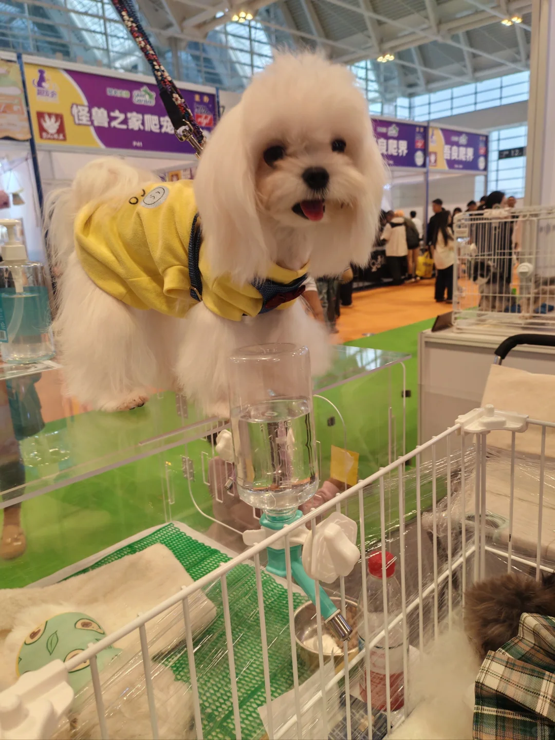 当农产品展遇见趣宠展怎么能不去薅羊毛