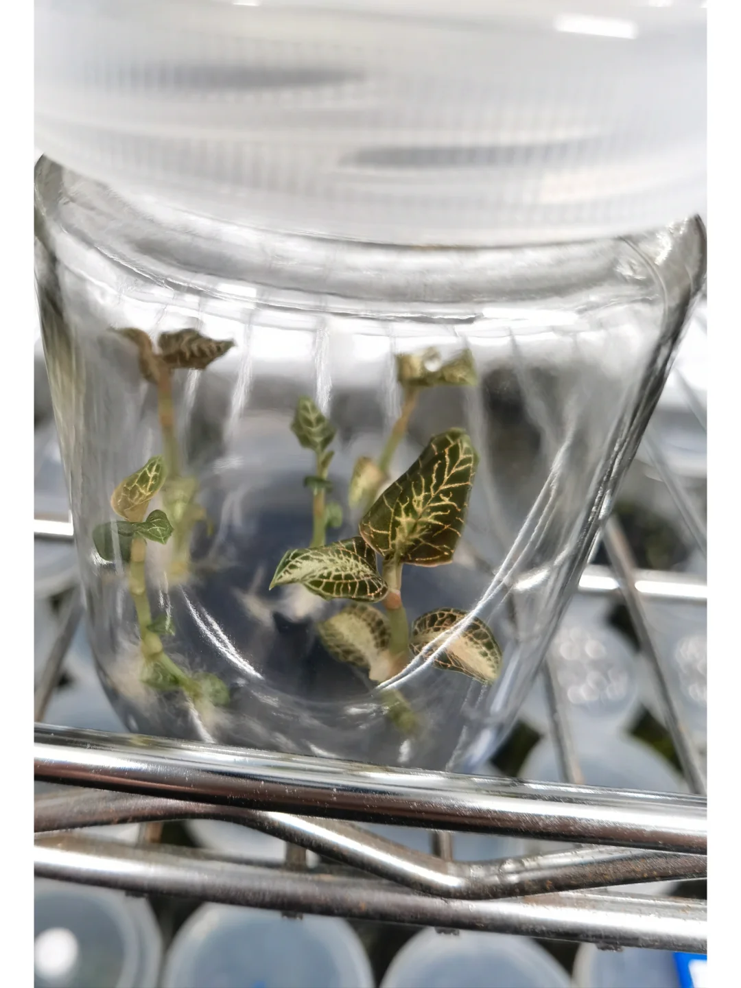 兰花里唯一观叶类型-宝石兰