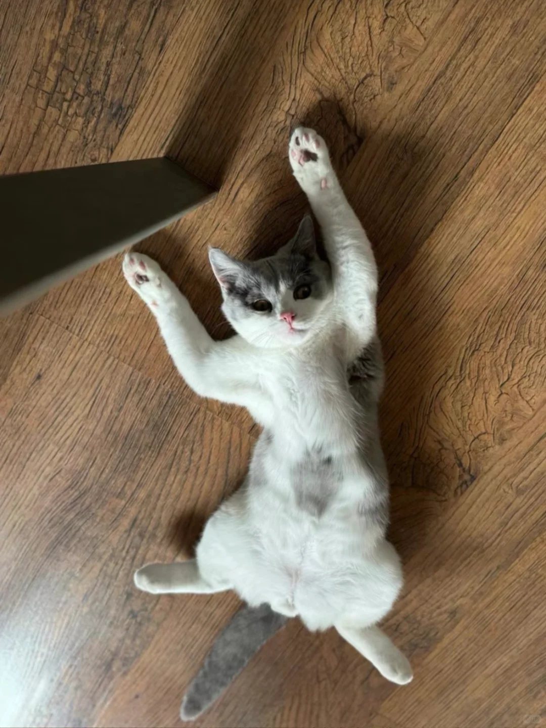 石塑粘土冰箱贴?捏了一只胖乎乎小猫咪✨