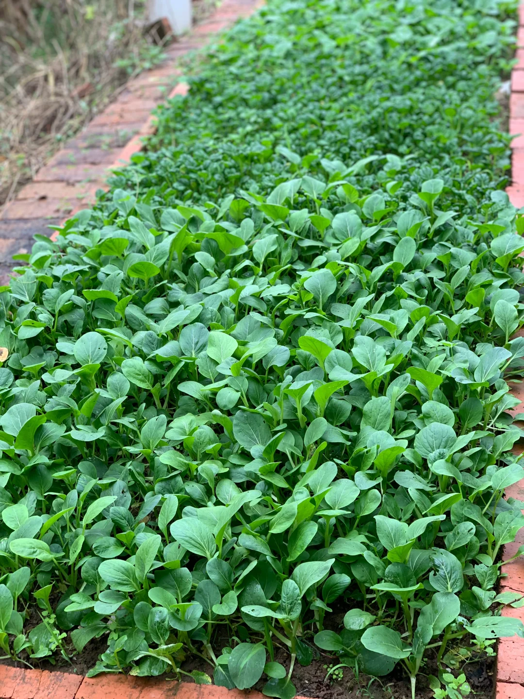秋雨中的小菜园