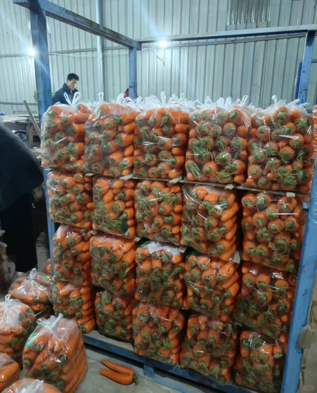 长期大量收购蔬菜、水果精品货源