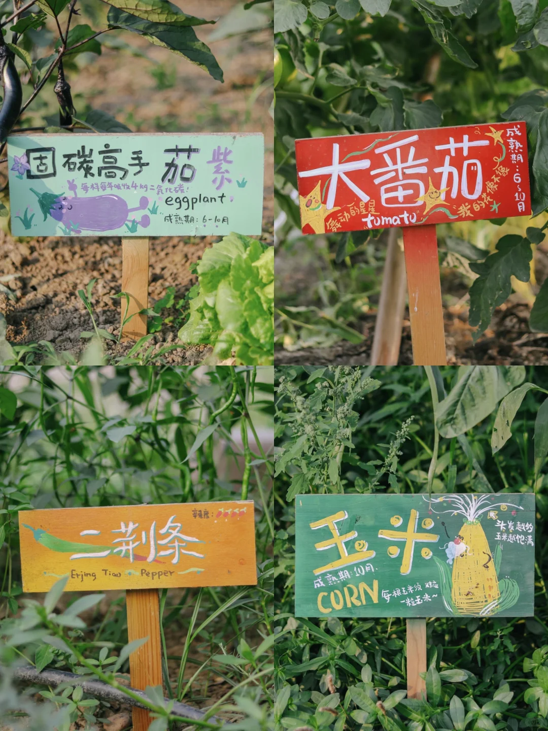 田野农｜给地里的蔬菜做了名牌！