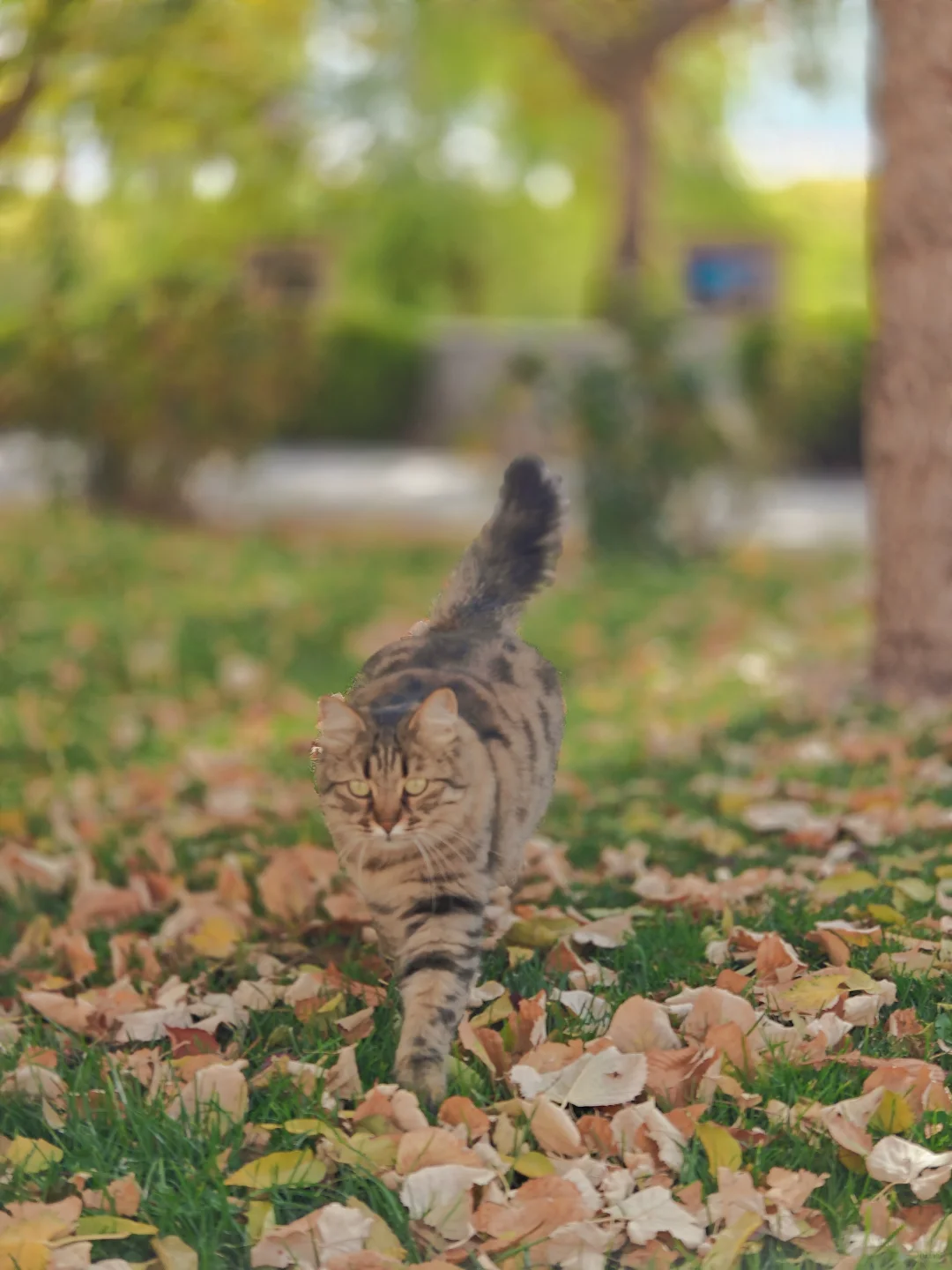 推荐一家土耳其格雷梅小镇的越野摩托