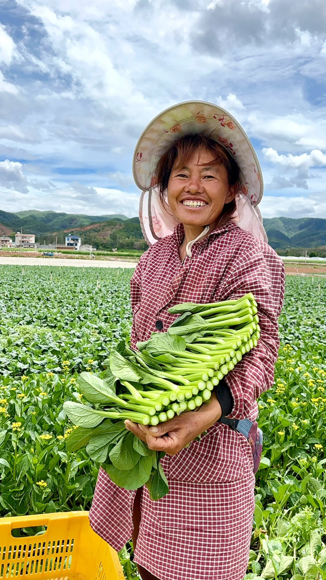 来看看我们漂亮的菜心