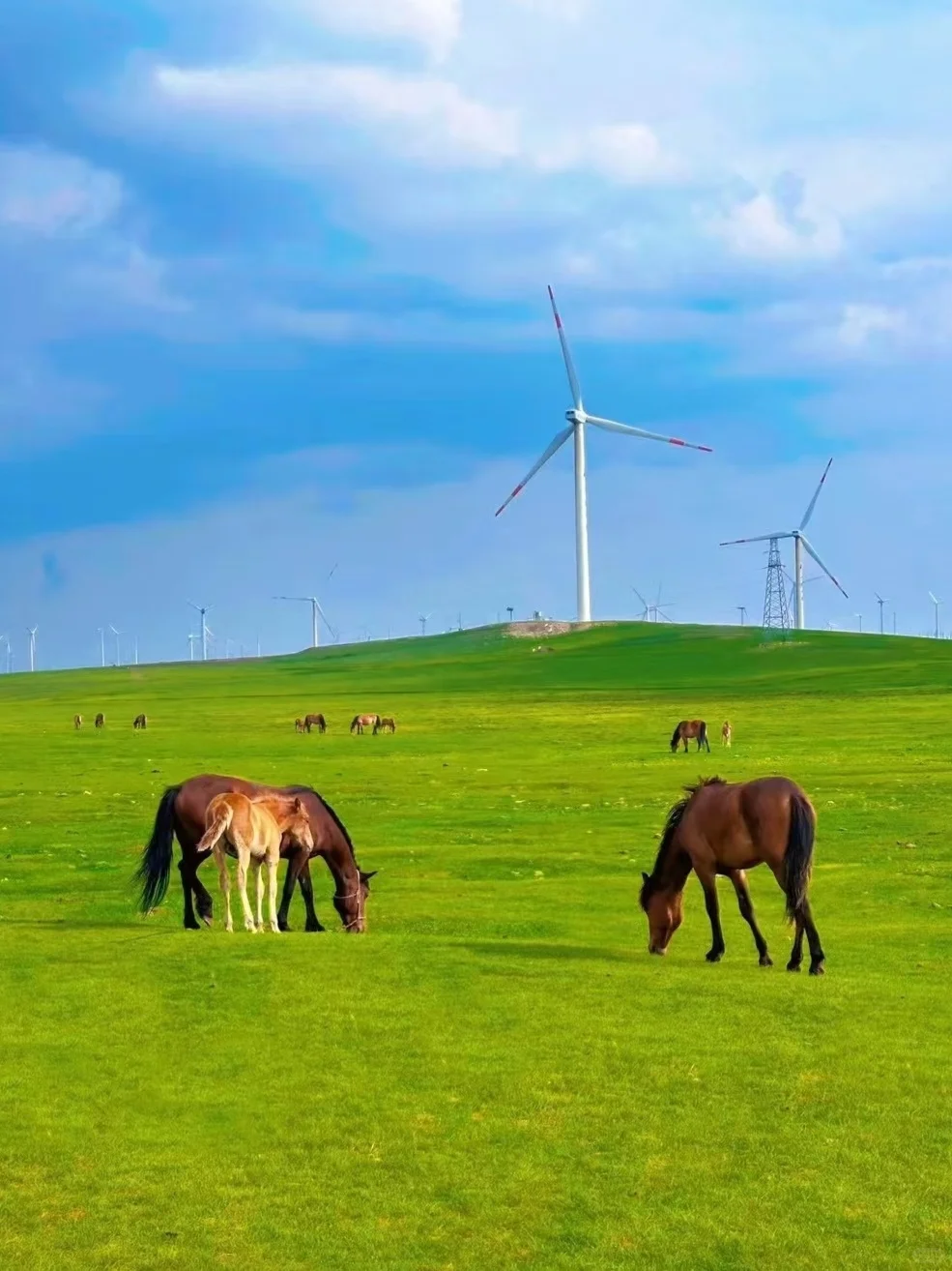 乌兰察布风车草原