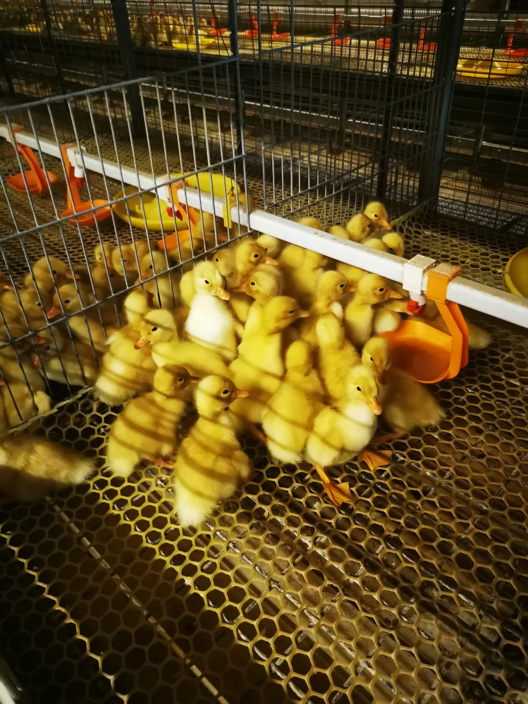 参观鸭胚生产源头