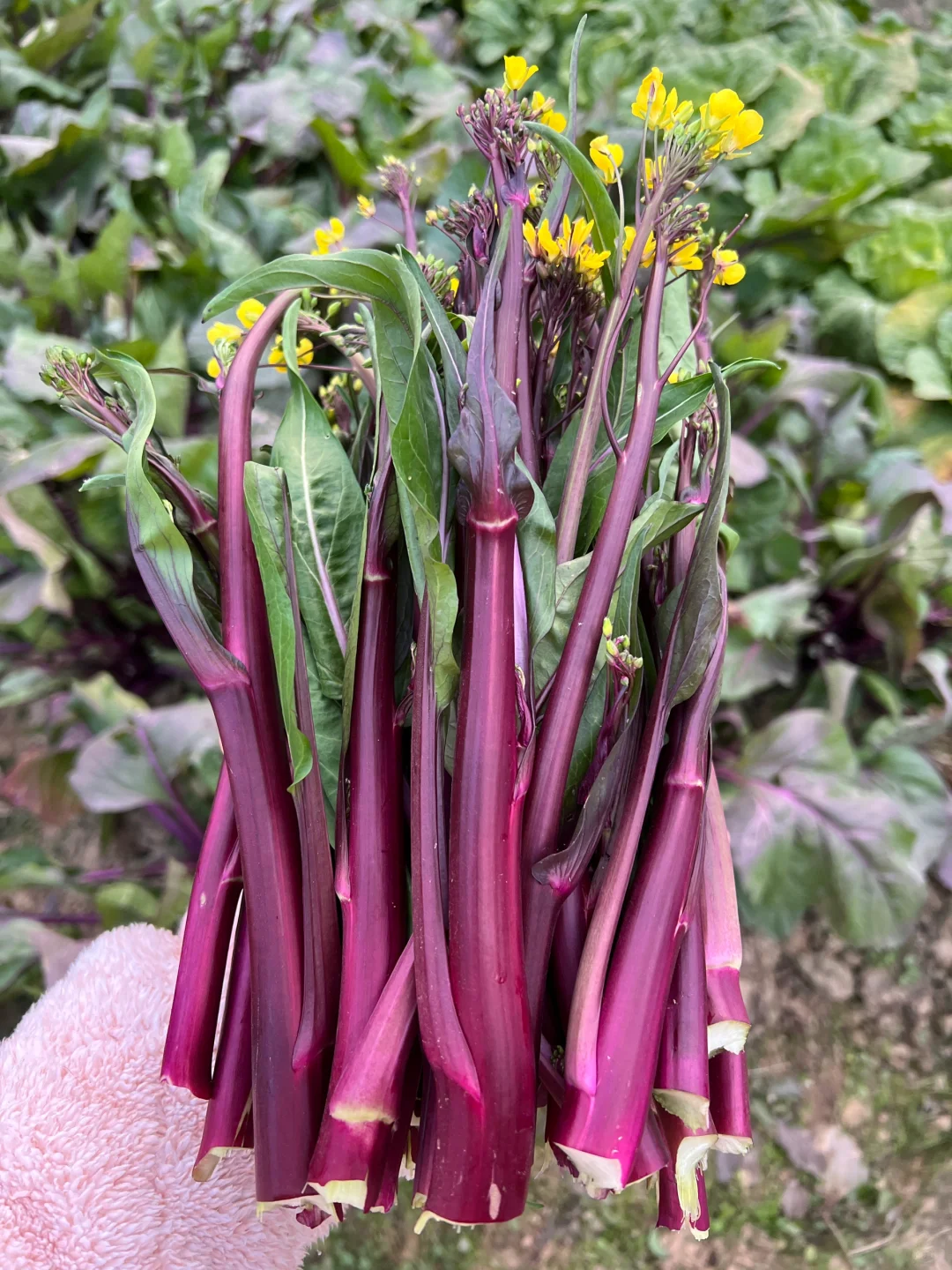 ?补上篇放不下图的冬季蔬菜?