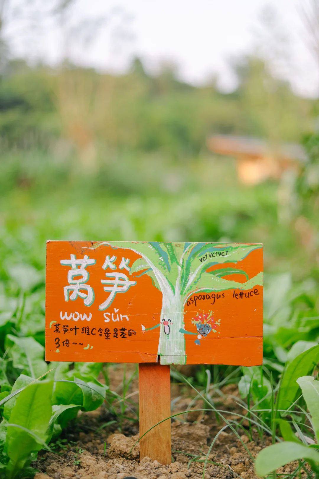 田野农｜给地里的蔬菜做了名牌！