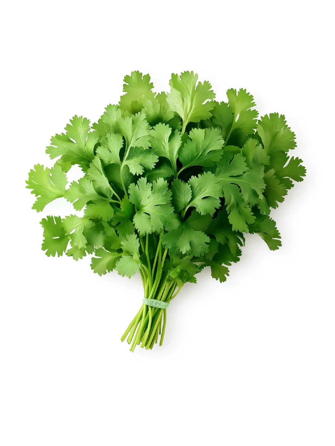 ??????? 白底头像