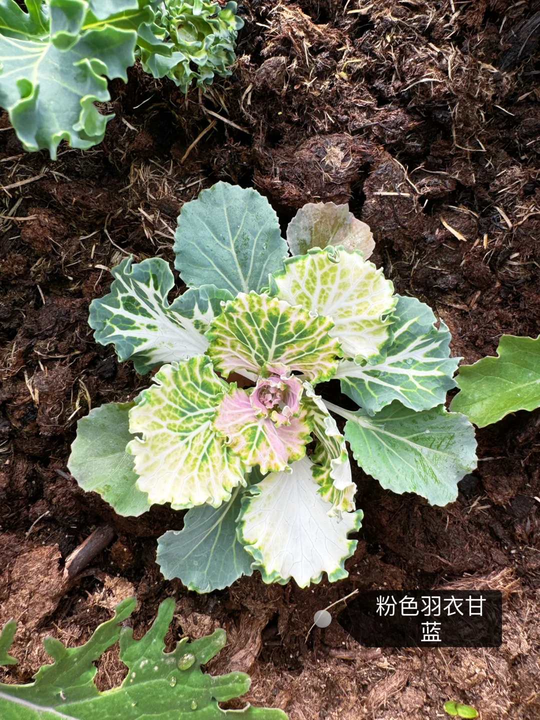 刷到什么学什么吧，教你认菜?