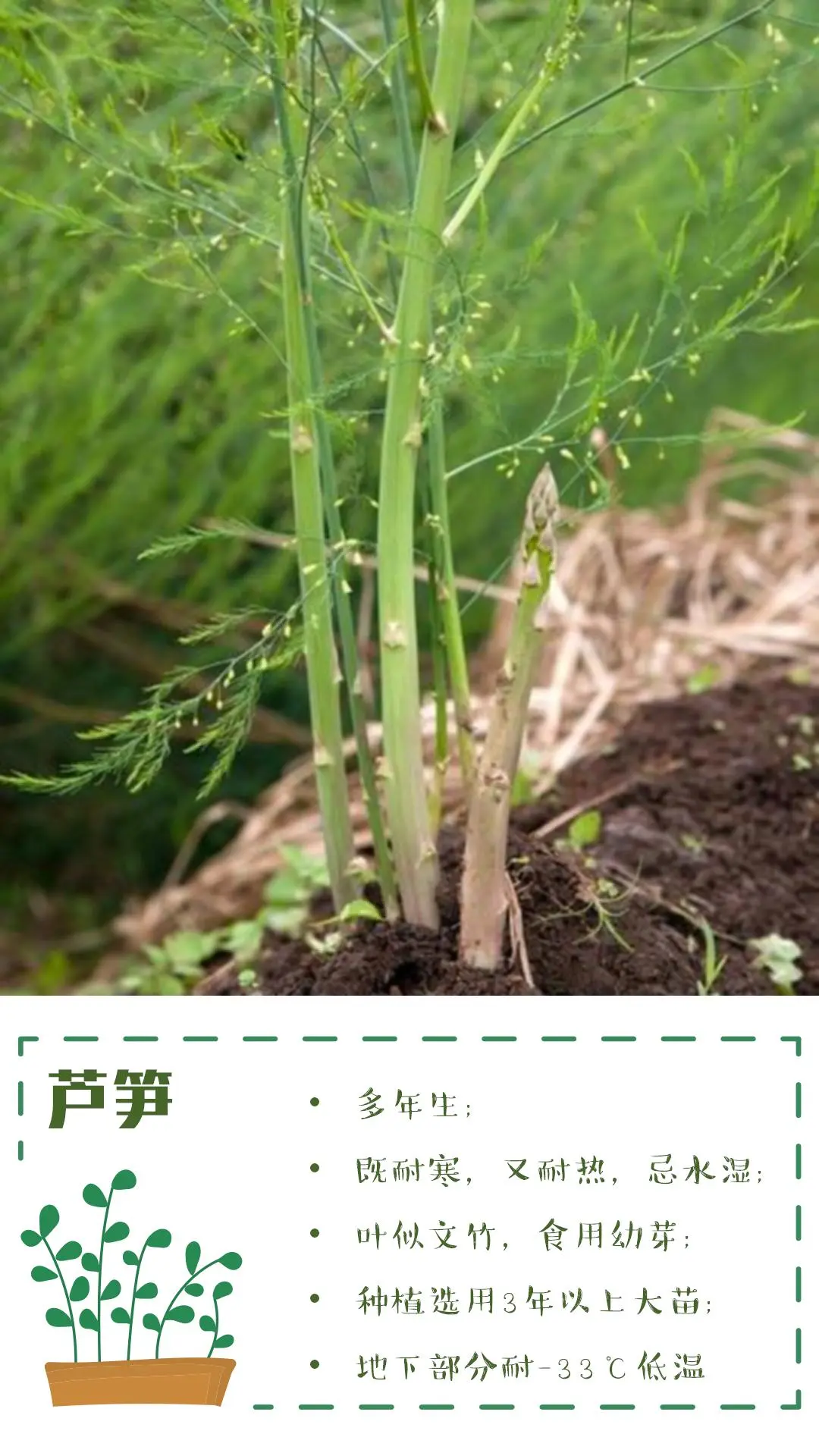 可食花园不可缺少的高颜值蔬菜