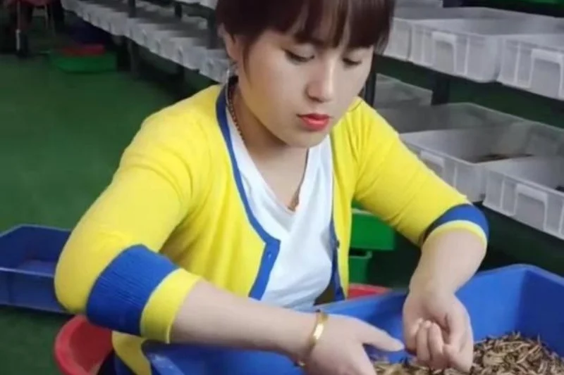 农村有100平的旧房子就能干,一年收入20万