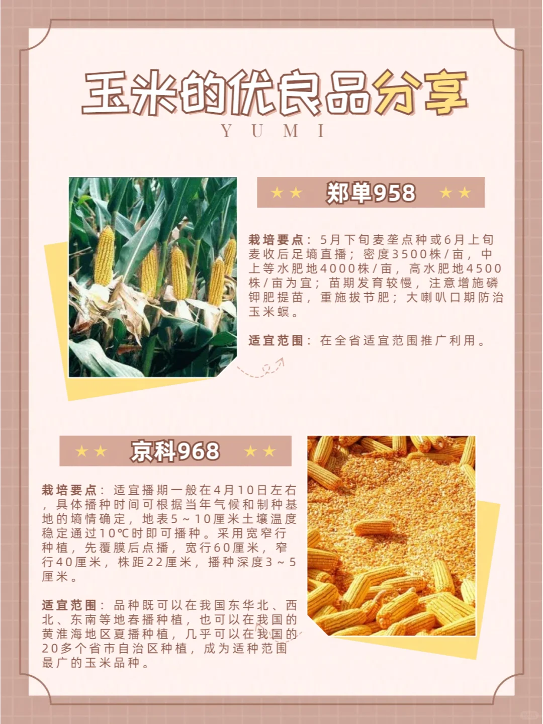 玉米品种介绍（二）