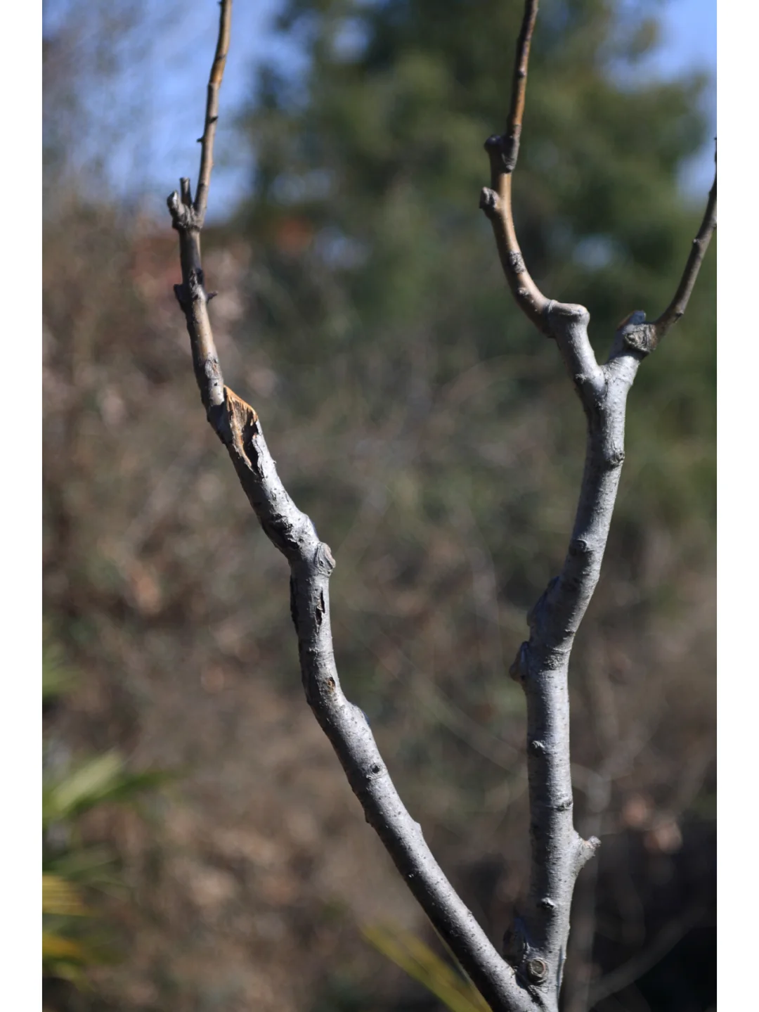 柯达EKTAR 100 3.5二代旁轴镜头，稀土玻璃