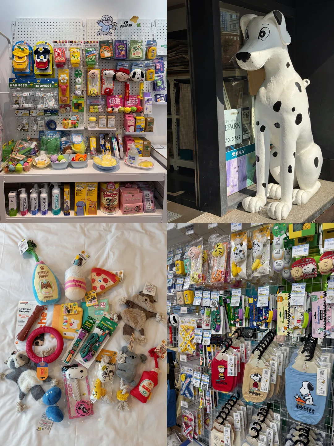 养狗人济州岛打猎攻略?勇闯?家店宠物店！