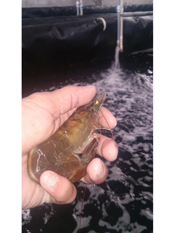 爸妈发家史之养殖业（1）