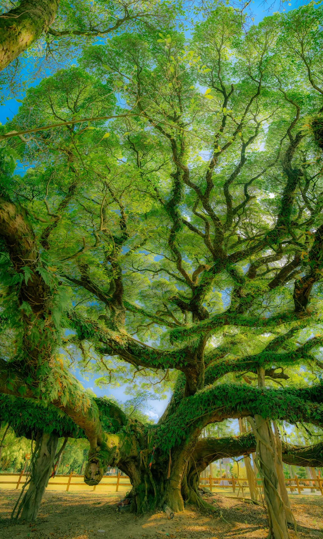 ? ?????? ???? | 独木的森林