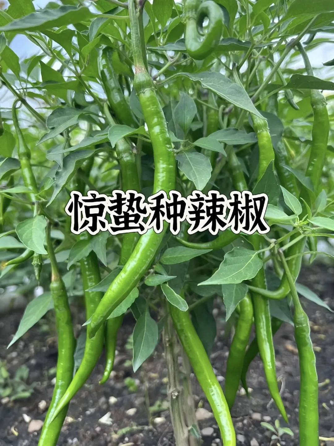 种菜时间表！