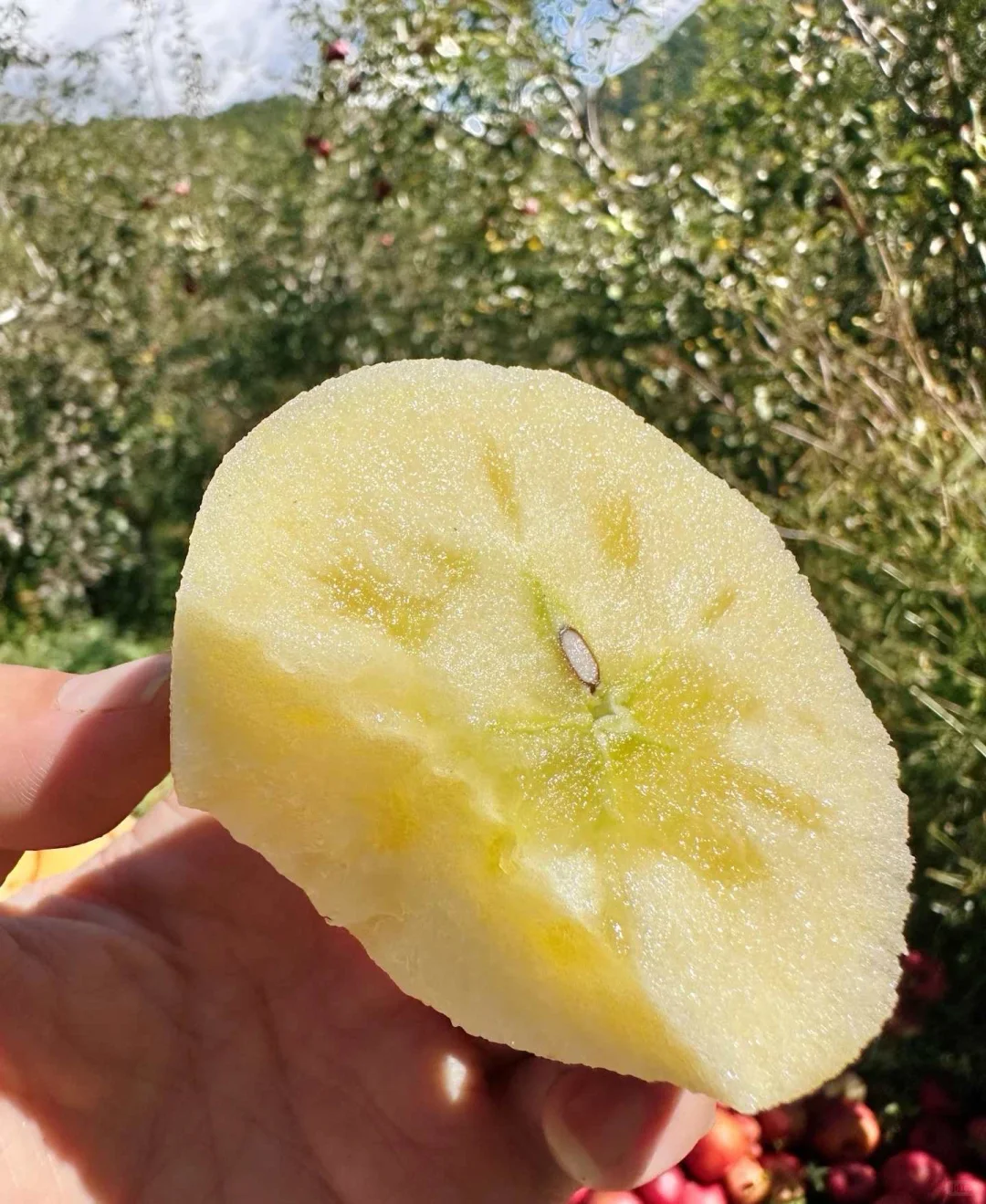 这苹果真的好漂亮啊！