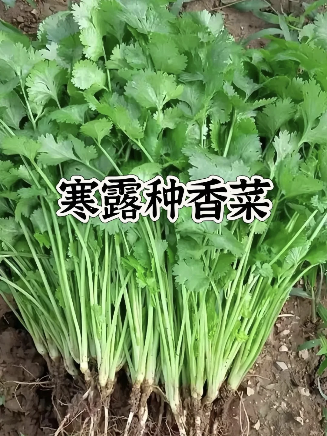 种菜时间表！