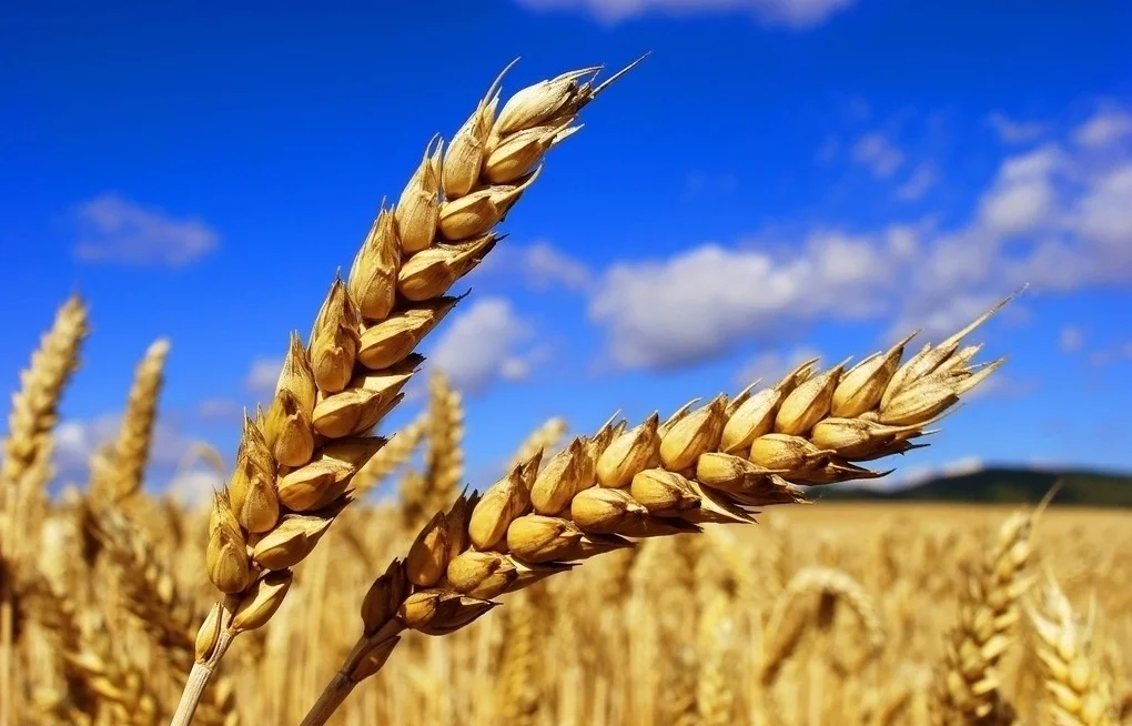 五谷不分的来认五谷