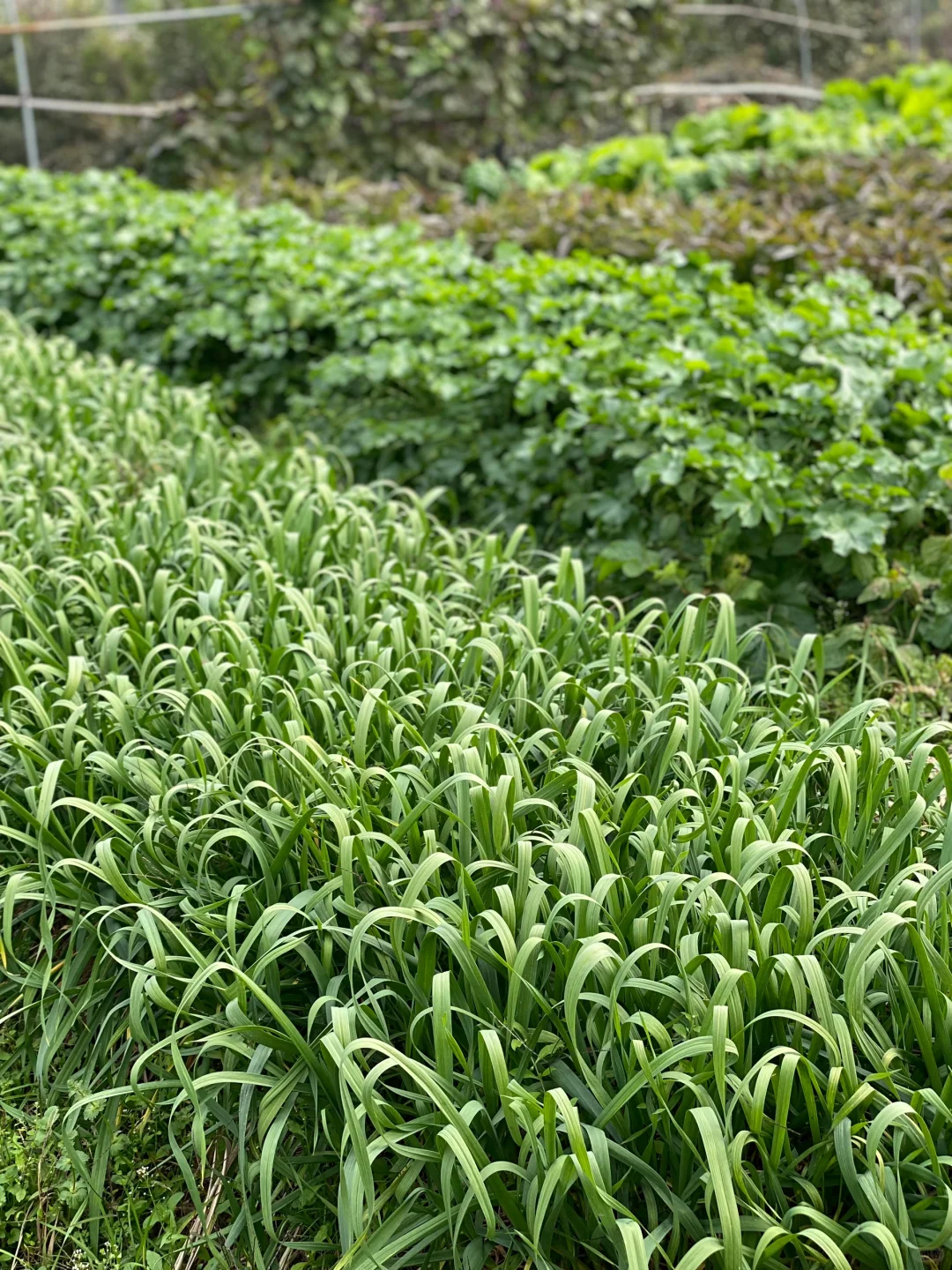 去田里买菜这件事太有情绪价值啦❤️☀️?