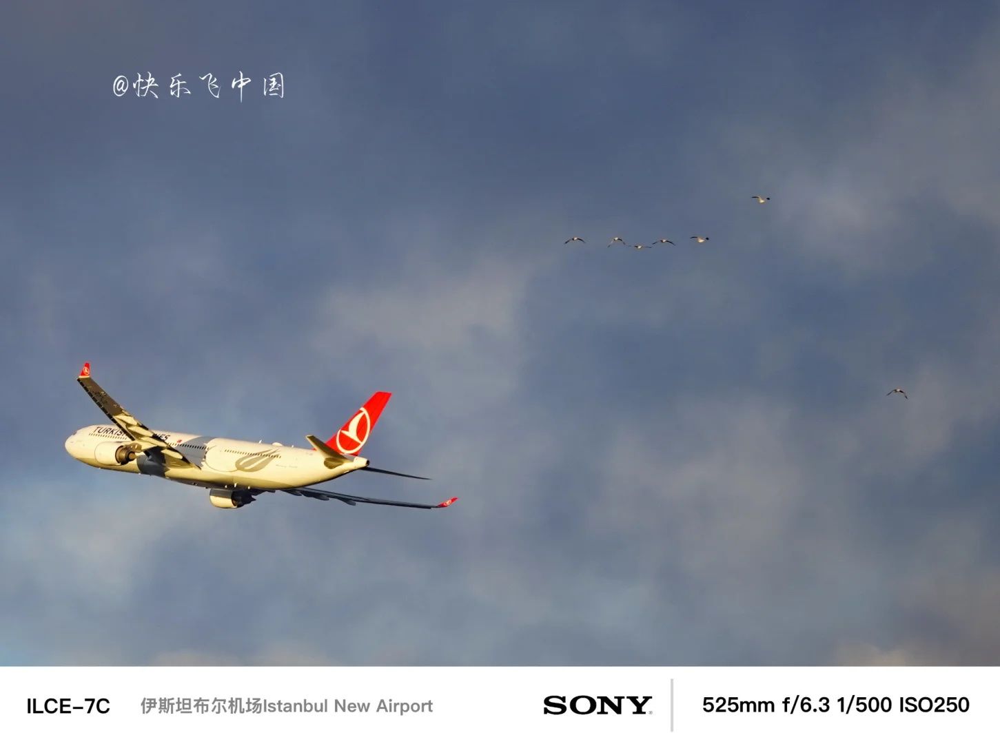 天马航空的A333宽体梦，土耳其航空，“圆了”❗️