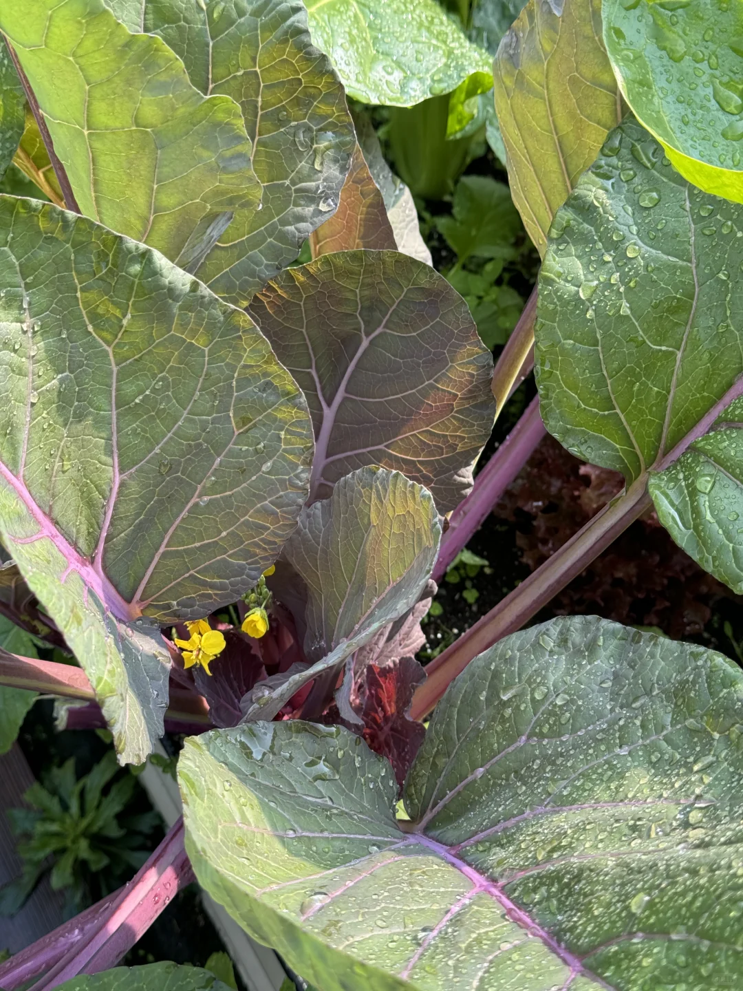 种菜之旅——两个多月的成果