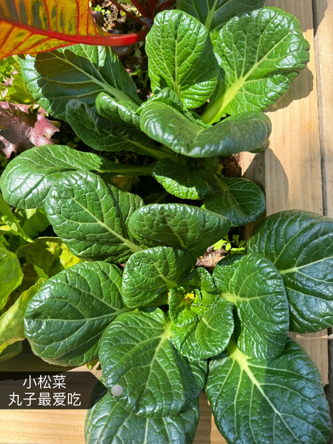 刷到什么学什么吧，教你认菜?